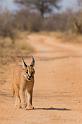 087 Zuid-Afrika, caracal